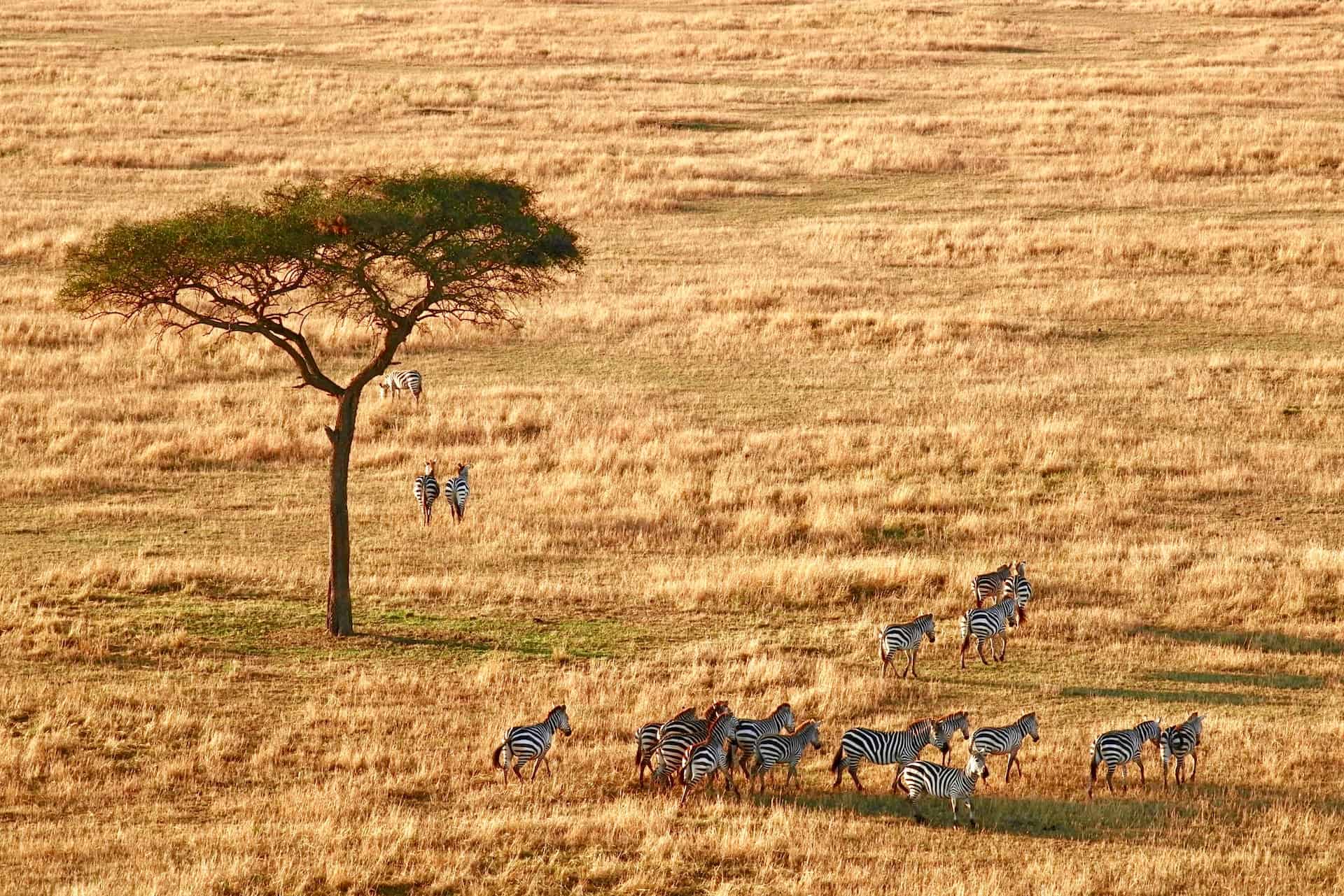 Serengeti National Park, Tanzania